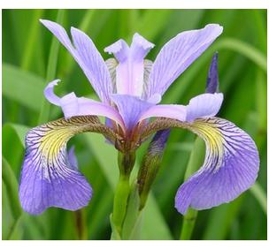 Iris versicolor Blue Flag Iris