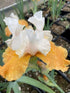 Iris germanica Pumpkin Cheesecake Bearded Iris Image Credit: Millgrove Perennials