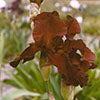 Iris germanica Sultans Palace Bearded Iris