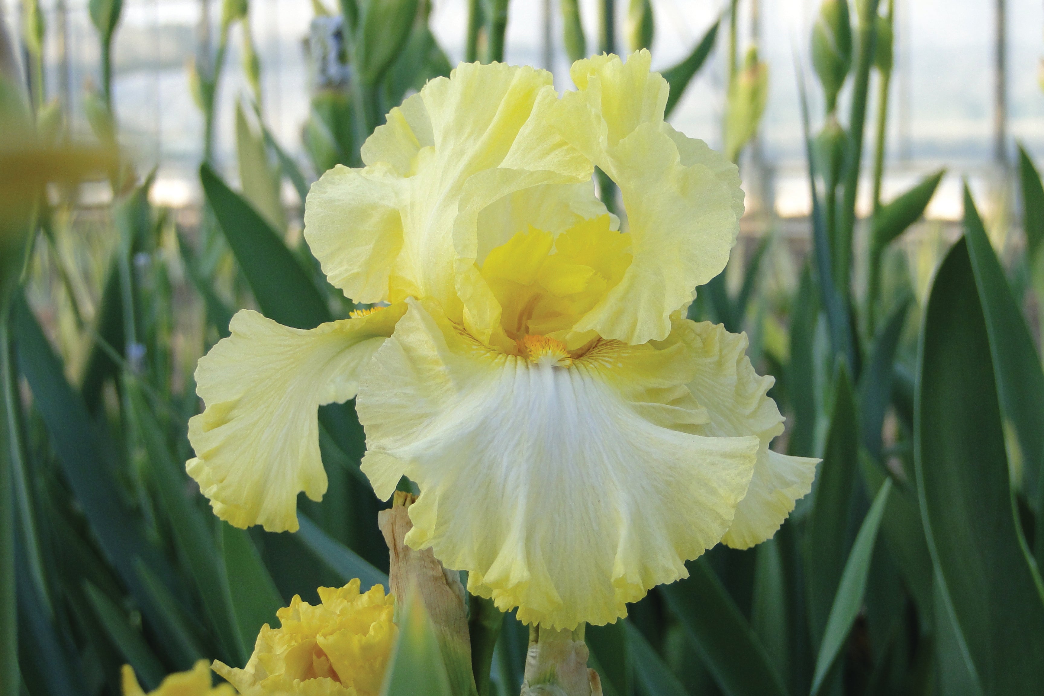 Iris germanica Summer Olympics Image Credit: Ball Horticulture Company