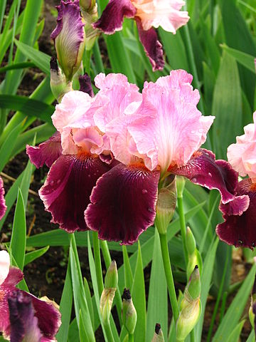 Iris germanica Wine and Roses Bearded Iris Image Credit: Kor!An (Андрей Корзун), CC BY-SA 3.0 <https://creativecommons.org/licenses/by-sa/3.0>, via Wikimedia Commons