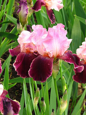 Iris germanica Wine and Roses Bearded Iris Image Credit: Kor!An (Андрей Корзун), CC BY-SA 3.0 <https://creativecommons.org/licenses/by-sa/3.0>, via Wikimedia Commons