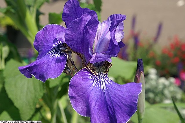 Iris sibirica Silver Edge Sibirian Iris