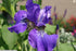 Iris sibirica Silver Edge Sibirian Iris Image Credit: Photo by David J. Stang, CC BY-SA 4.0 <https://creativecommons.org/licenses/by-sa/4.0>, via Wikimedia Commons