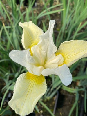 Iris sibirica Snow Queen Sibirian Iris Image Credit: Millgrove Perennials