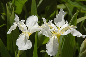 Iris sibirica Snow Queen Sibirian Iris image credit: Photo by and (c)2008 Derek Ramsey (Ram-Man).  Co-attribution must be given to the Chanticleer Garden., CC BY-SA 3.0 <http://creativecommons.org/licenses/by-sa/3.0/>, via Wikimedia Commons