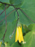 Kirengeshoma palmata Yellow Waxbells Image Credit: Agnieszka Kwiecień, Nova, CC BY-SA 4.0 <https://creativecommons.org/licenses/by-sa/4.0>, via Wikimedia Commons