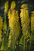 Kniphofia uvaria Glowstick Red Hot Poker image credit Ball Horticulture