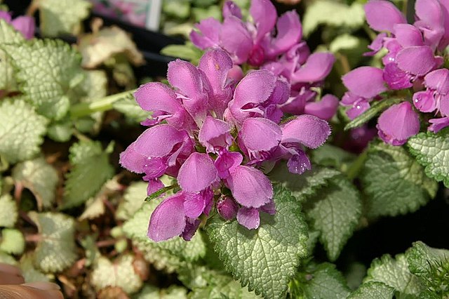 Lamium maculatum Orchid Frost Dead Nettle