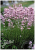 Lavandula angustifolia Ellagance Pink Lavender image credit Jelitto