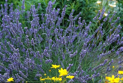 Lavandula intermedia Grosso Lavender
