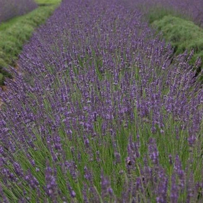 Lavandula intermedia Phenomenal Lavender image credit Walters Gardens