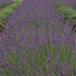 Lavandula intermedia Phenomenal Lavender image credit Walters Gardens