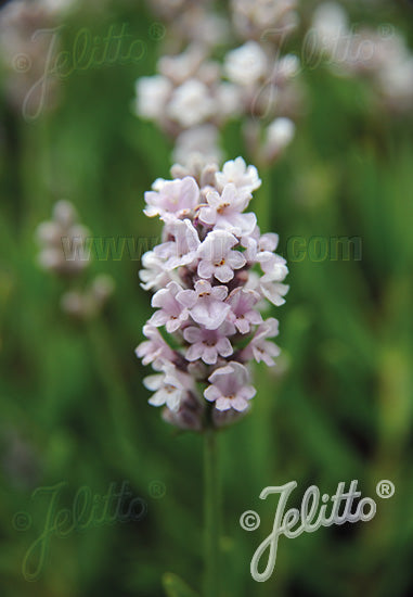 Lavandula angustifolia Ellagance Pink Lavender