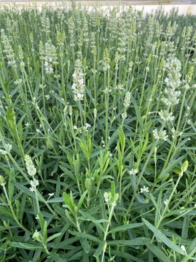 Lavandula Ellagance Snow Lavender