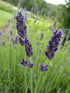 Lavandula angustifolia Hidcote Blue Lavender Image Credit: Magnus Manske, CC BY-SA 3.0 <https://creativecommons.org/licenses/by-sa/3.0>, via Wikimedia Commons