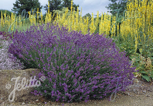 Lavandula angustifolia Hidcote Superior Lavender Image Credit: Jelitto Seed