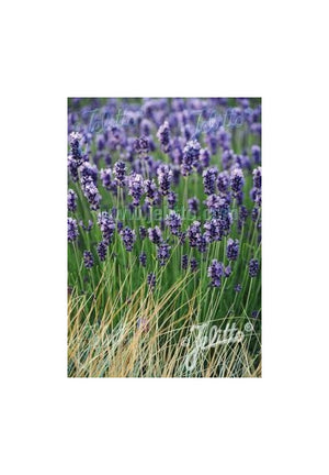 Lavandula angustifolia Hidcote Superior Lavender Image Credit Jelitto Seed