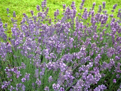 lavender plants homebase Lavandula Munstead Lavender – PlantsInTheCity
