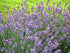 Lavandula angustifolia Munstead Lavender Image Credit: Ball Horticulture