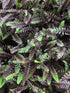 Leptinella squalida Platt's Black Brass Buttons image credit Millgrove Perennials