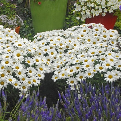Leucanthemum superbum Daisy May PW Shasta Daisy