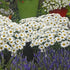 Leucanthemum superbum Daisy May PW Shasta Daisy image credit Walters Gardens Inc. 