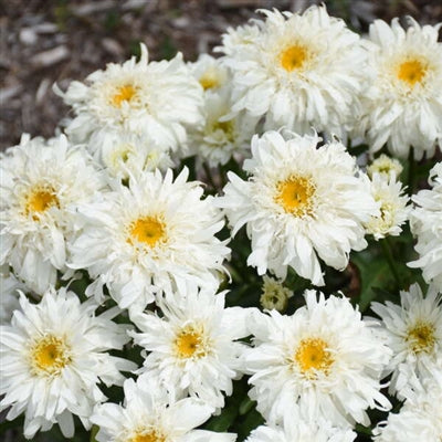 Leucanthemum superbum Marshmallow PW Shasta Daisy