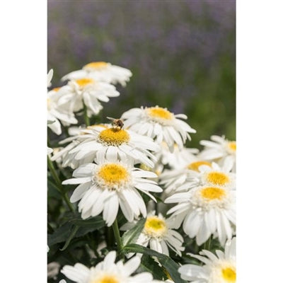 Leucanthemum superbum Sweet Daisy Birdy Shasta Daisy