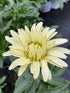 Leucanthemum superbum Banana Cream II PW Shasta Daisy Image Credit: Millgrove Perennials