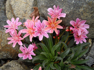 Lewisia cotyledon Little Plum Bitter Root Image Credit: Ghislain118 http://www.fleurs-des-montagnes.net, CC BY-SA 3.0 <https://creativecommons.org/licenses/by-sa/3.0>, via Wikimedia Commons