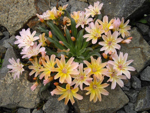 Lewisia longipetala Little Peach Bitter Root Image Credit: Ghislain118 http://www.fleurs-des-montagnes.net, CC BY-SA 3.0 <https://creativecommons.org/licenses/by-sa/3.0>, via Wikimedia Commons