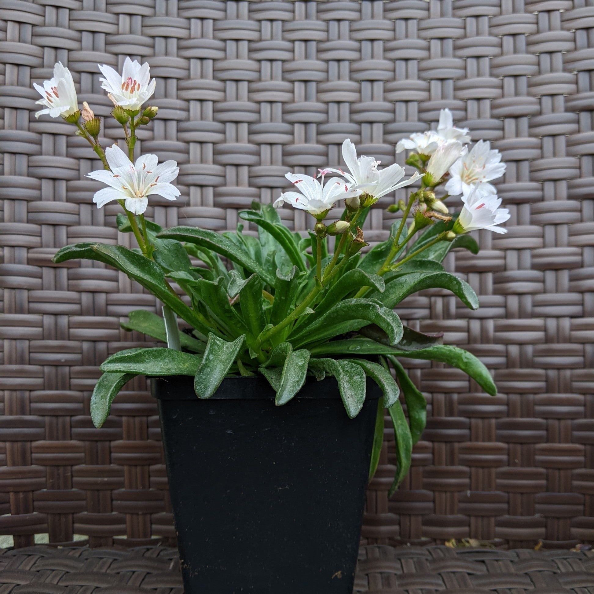 Lewisia Little Raspberry Lewisia Little Snowberry Bitter Root – PlantsInTheCity
