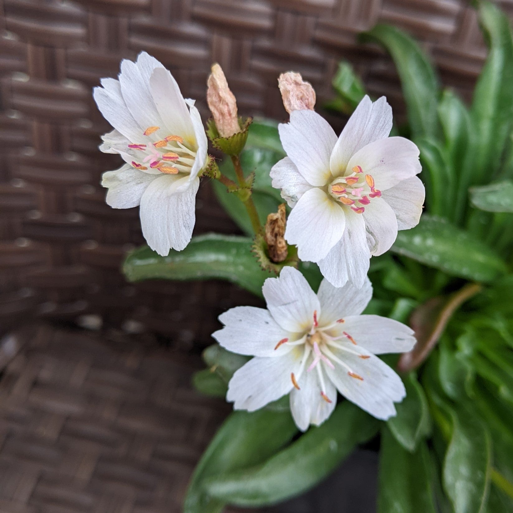 Lewisia Little Raspberry Lewisia Little Snowberry Bitter Root – PlantsInTheCity
