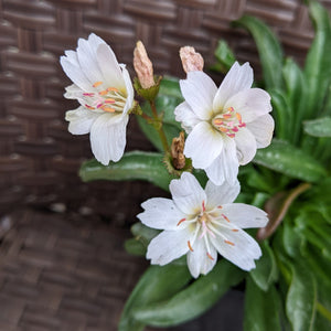 Lewisia longipetala Little Snowberry Bitter Root Image Credit: Chaz Morenz 2022-05-26