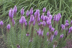 Liatris spicata Floristan Violet Blazing Star image credit Walters Gardens Inc