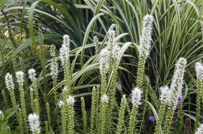 Liatris spicata Floristan White Blazing Star