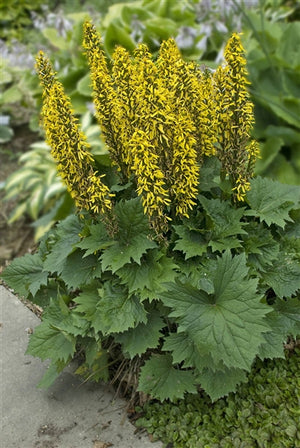 Ligularia hybrid Bottle Rocket PW Bigleaf Ligularia image credit Photo credit: Walters Gardens Inc.