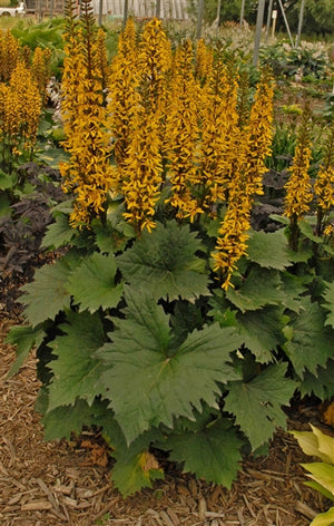 Ligularia stenocephala Little Rocket Bigleaf Ligularia image credit Photo credit: Walters Gardens Inc.