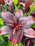 Lilium -Asciatic asiatic Blacklist Asciatic Lily Image Credit Millgrove Perennials