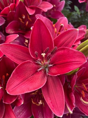 Lilium -Asciatic asiatic Fantasiatic Raspberry Asciatic Lily Image Credit: Millgrove Perennials