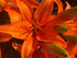 Lilium asiatic Orange Matrix Lily Image Credit Millgrove Perennials