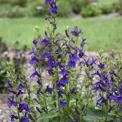 Lobelia speciosa Starship Blue Cardinal Flower