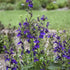 Lobelia speciosa Starship Blue Cardinal Flower image credit Walters Gardens Inc. 