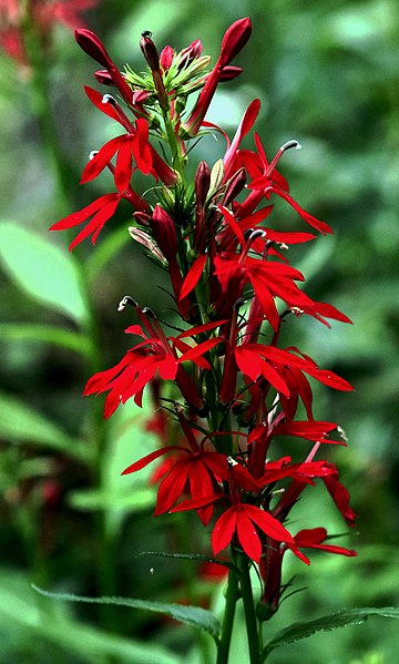 Lobelia cardinalis Cardinal Flower