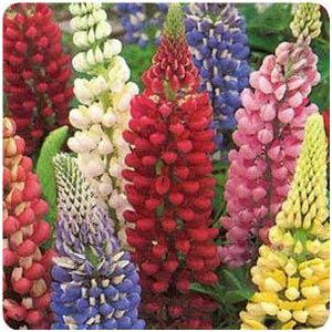 Lupinus hybrid Russell Hybrids Lupine image credit Ball Horticultural Company