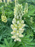 Lupinus hybrid Gallery Yellow Lupine Image Credit: Millgrove Perennials