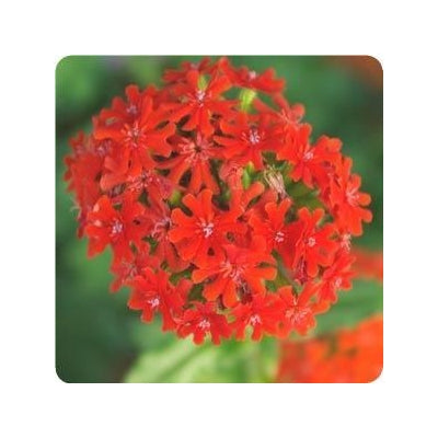 Lychnis chalcedonica Scarlet Maltese Cross image credit Ball Horticultural Company