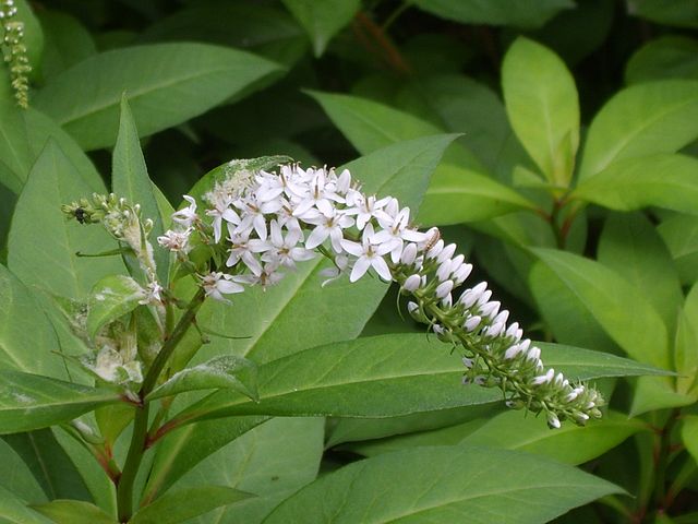 Lysimachia clethroides Loosestrife Image Credit: Dalgial, CC BY-SA 3.0 <https://creativecommons.org/licenses/by-sa/3.0>, via Wikimedia Commons