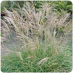 Miscanthus sinensis Adagio Maiden Grass image credit Ball Horticultural Company